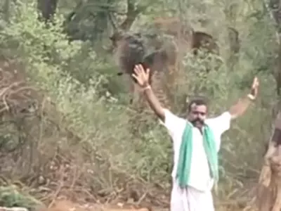 Man's Stupid Elephant Antics Go Vira
