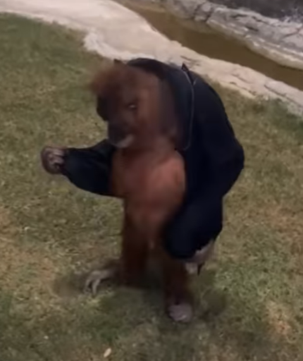 orangutan wears jacket
