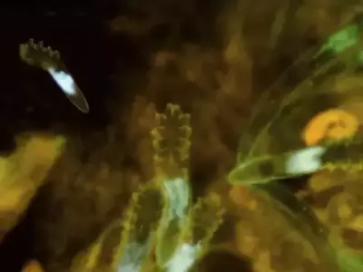 Footage Reveals Microscopic Creatures On Your Skin That Come Out At Night