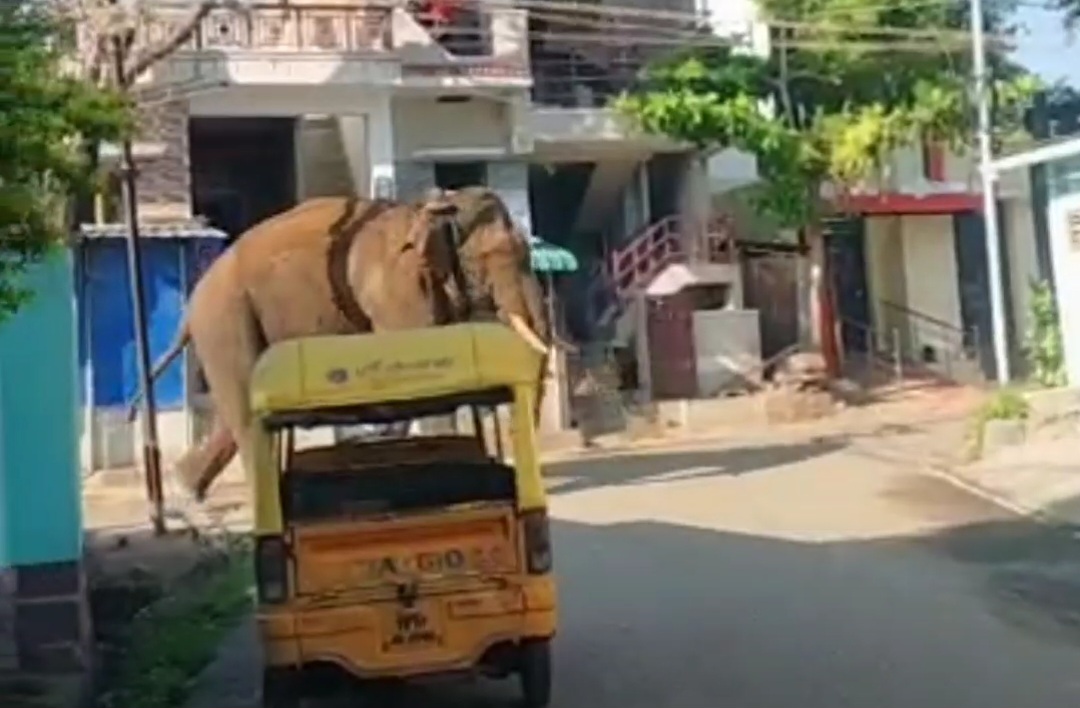 Translocated By Kerala, Rice-Raiding Tusker Arikomban Enters Tamil Nadu's  Cumbum Town, Runs Amok