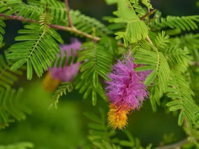 Growing a Shami plant (Prosopis cineraria) from cuttings is an effective way to propagate this tree and enjoy its numerous benefits. Shami, also known as Khejri or Jand, is a drought-tolerant and hardy tree native to the Indian subcontinent. Here's a step