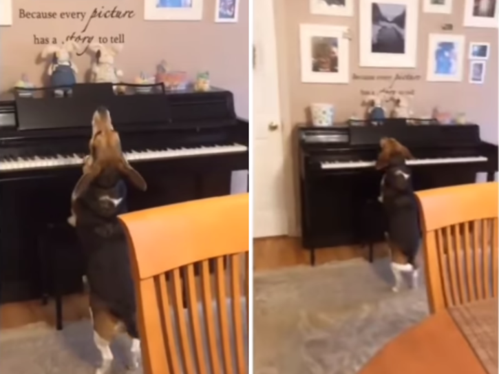 The video shows a dog playing the piano and singing.
