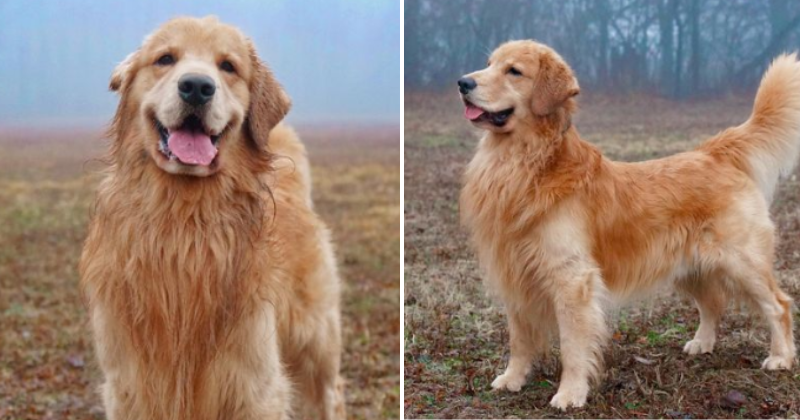 Tucker the Golden Retriever stands on the floor of the Museum of the Dog  when The American Kennel Club reveals its annual list of the country's top dog  breeds of 2018 on