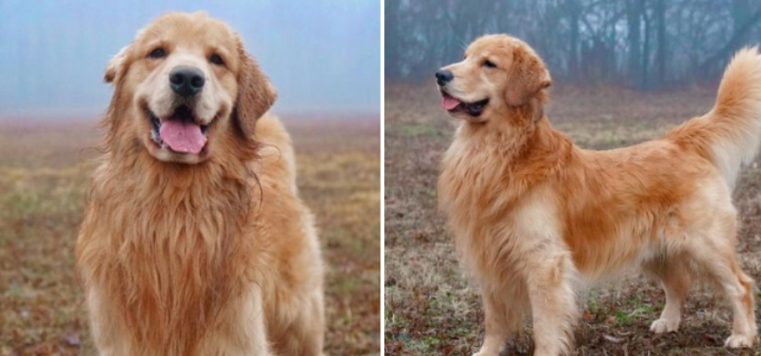 Tucker Budzyn, The Golden Retriever Makes Rs 8 Crore A Year