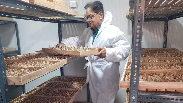 A person is cultivating saffron in a room in Noida