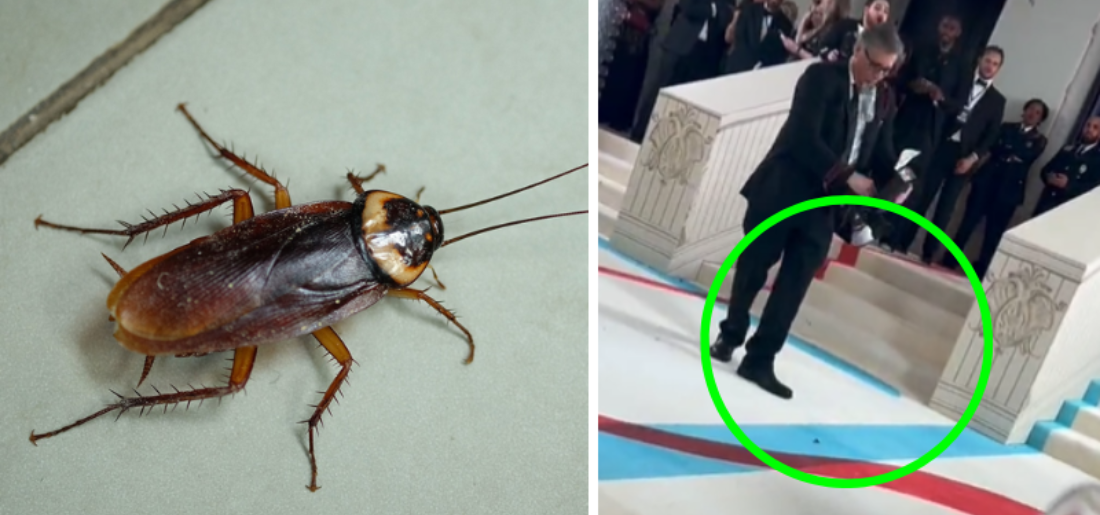 Cockroach Clicked At Met Gala 2023 Red Carpet