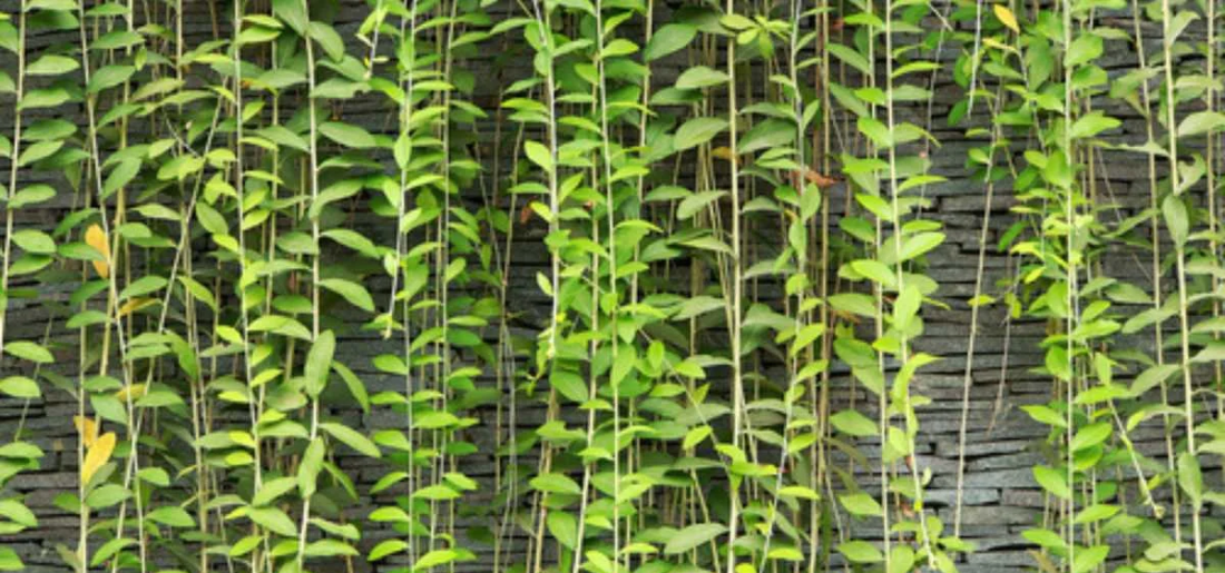 Curtain Creeper An EasyToGrow Climbing Plant That Makes Your Home