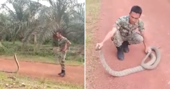 Video shows a man catching a huge cobra with his bare hands