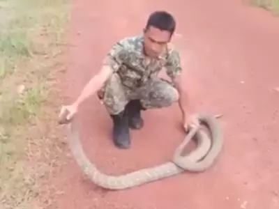 Video Shows Man Catching Huge Cobra With Bare Hands