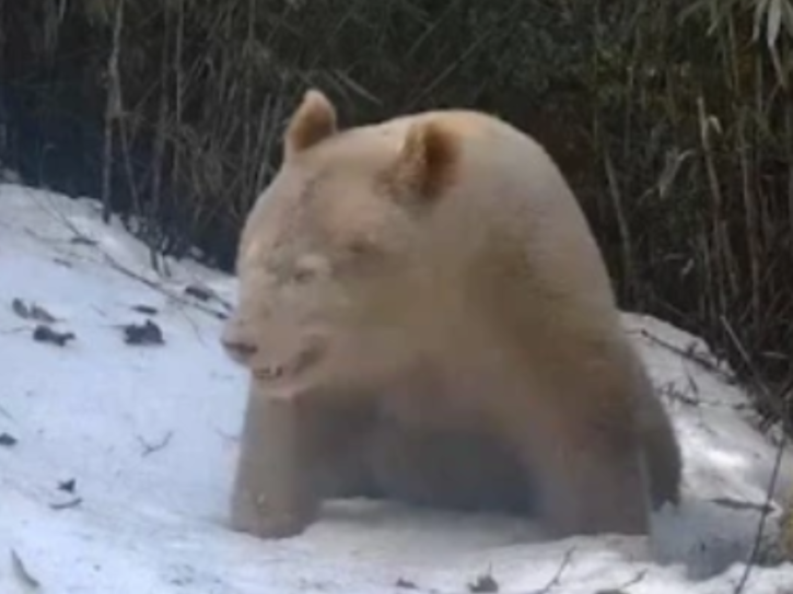 albino panda caught on video