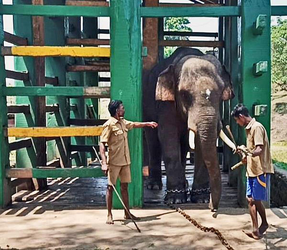 Arikomban And Arisi Raja - The Story Of Two Rice-Loving Wild Elephants ...