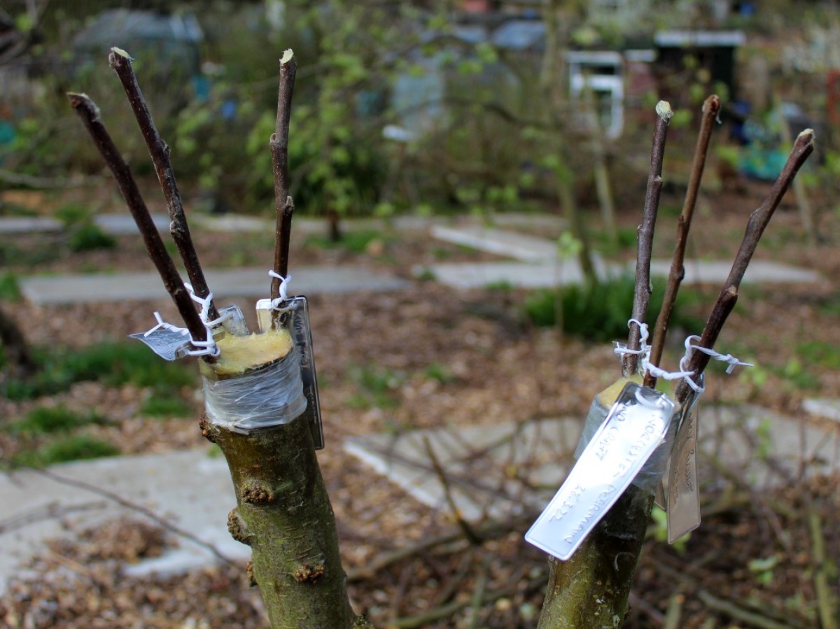 How To Do Cleft Grafting