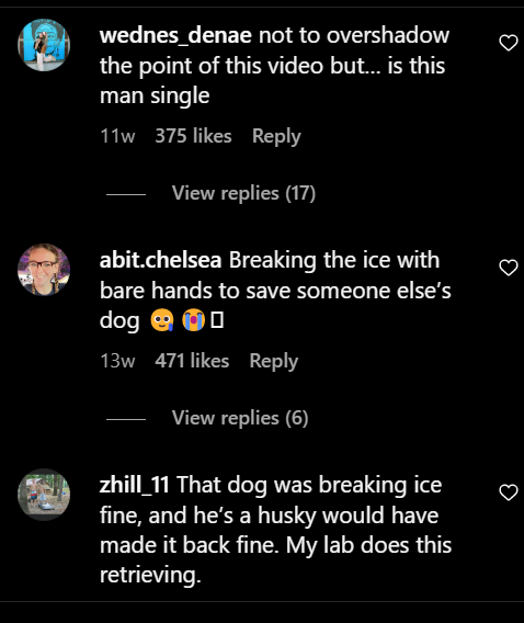 dog comments 