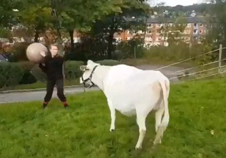 Cow plays fetch with owner