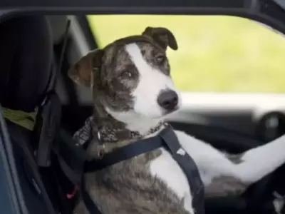 dog driving a car 