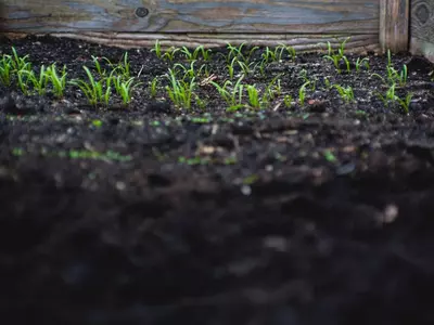 How to Make Potting Soil at Home in India