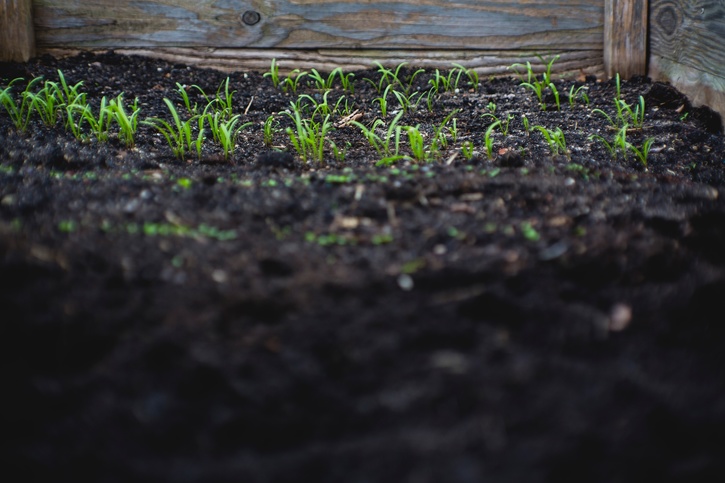 how-to-make-potting-soil-at-home-in-india