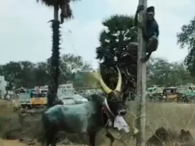 man chased by bull 