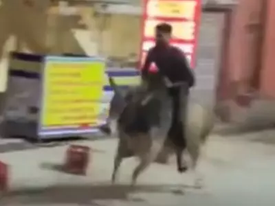 man rides bull in rishikesh 