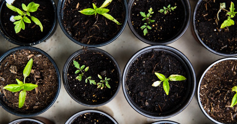 How To Do Sustainable Gardening Practices