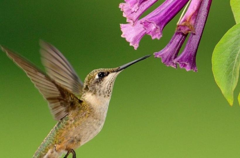 fuschia flower with hummingbird