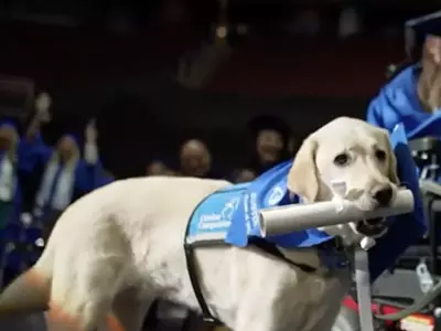 service dog gets his own diploma 