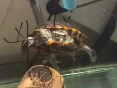 who won tic tac toe between a human and turtle