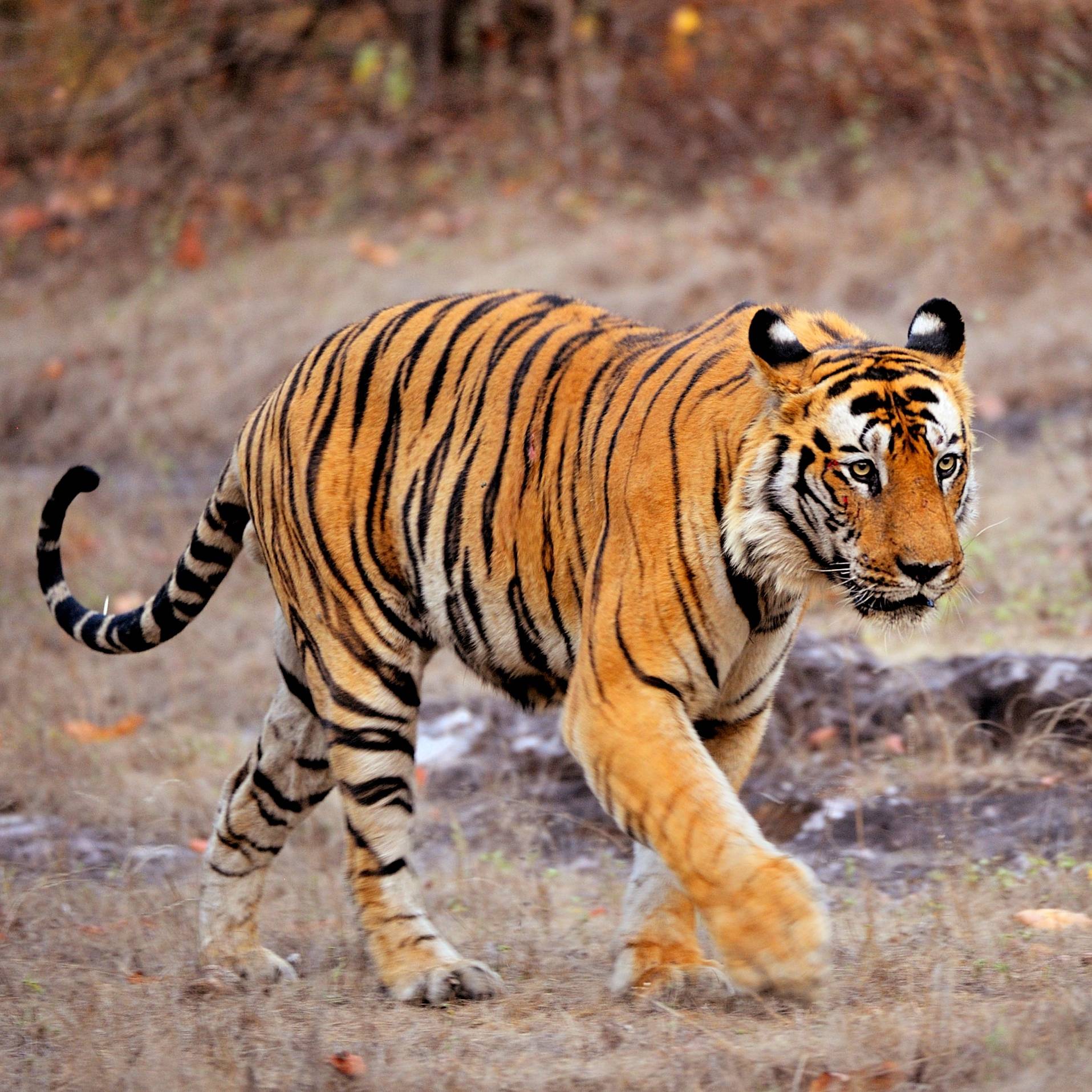 Madhya Pradesh: Best Places In The Tiger State To See Wildlife