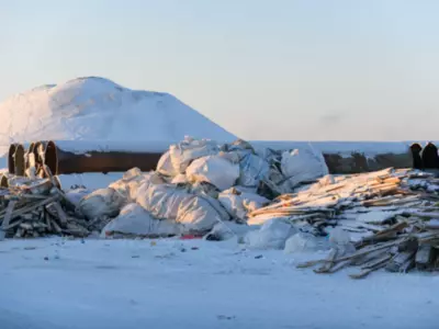 A Garbage Pile Offers An Optical Illusion Five Hungry Arctic Foxes Searching For Food