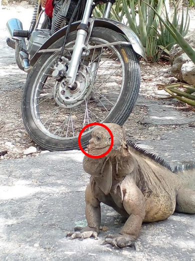 A viral optical illusion detects the hidden face in this iguana photo