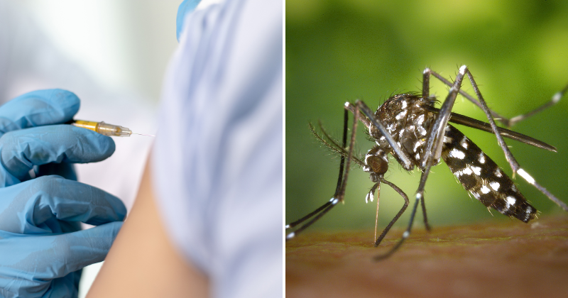 US Approves First Vaccine For Chikungunya