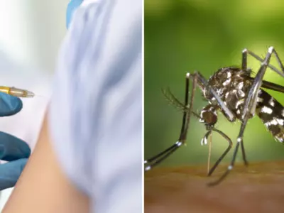 An Approval Has Been Granted By The US For The First Vaccine Against Chikungunya