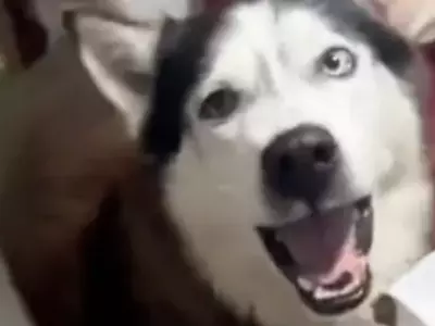 Dog's 'Italian Accent' Leaves People Amazed