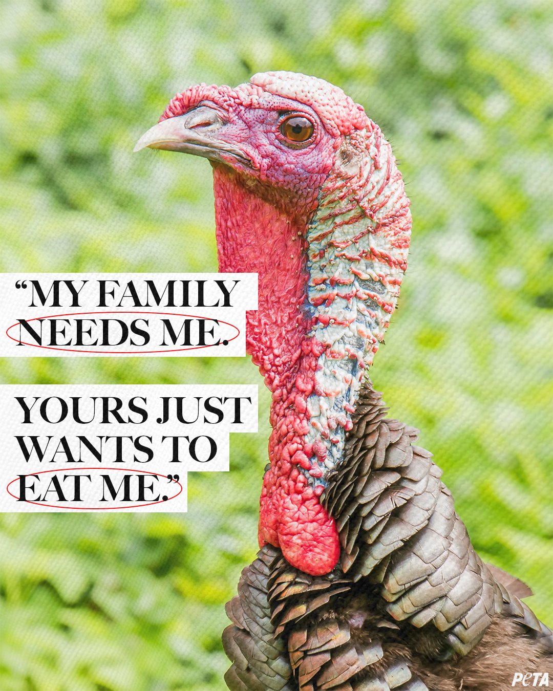 PETA Trolled For Thanksgiving Post Depicting Turkeys As Humans
