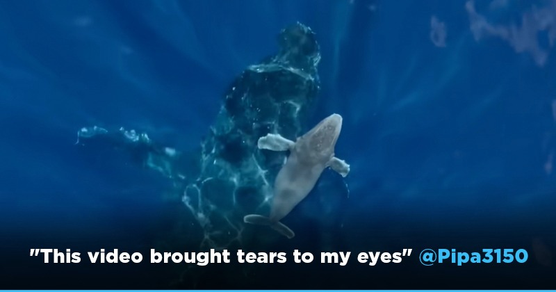 Humpback Whale Giving Birth Gets Captured On Video For The First Time