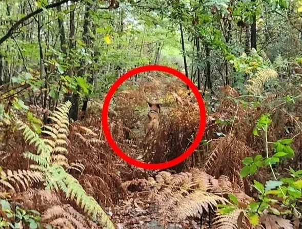 Spot the red-haired dog camouflaged in the woods with this high-IQ optical illusion