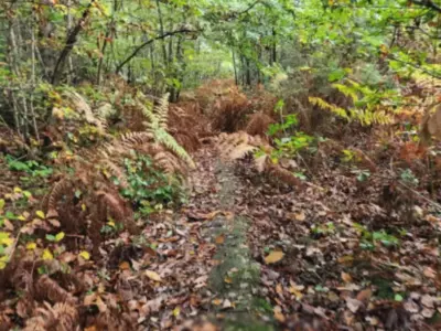 Find The Ginger Dog Camouflaged In The Woods With This High Iq Optical Illusion