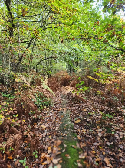 Spot the red-haired dog camouflaged in the woods with this high-IQ optical illusion