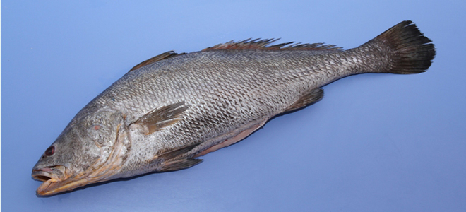 Ghol declared fish of the state of Gujarat