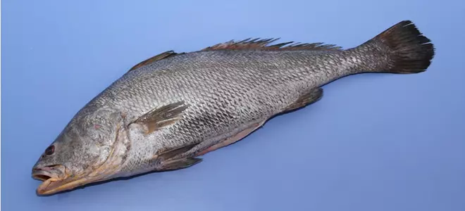 Ghol Official State Fish Of Gujarat