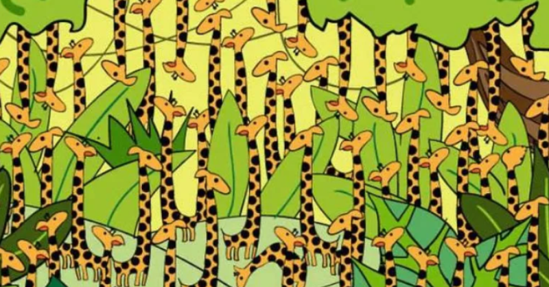 Optical Illusion Spot The Snake Optical Illusion Spot The Snake