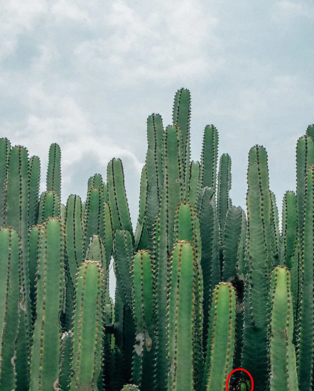 Look for the cat among the green cacti in this optical illusion