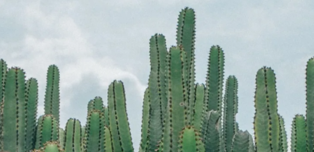 Look For The Cat Among The Green Cacti In This Optical Illusion