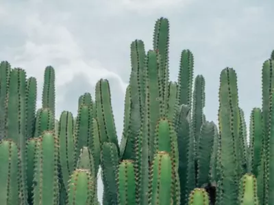 Look For The Cat Among The Green Cacti In This Optical Illusion