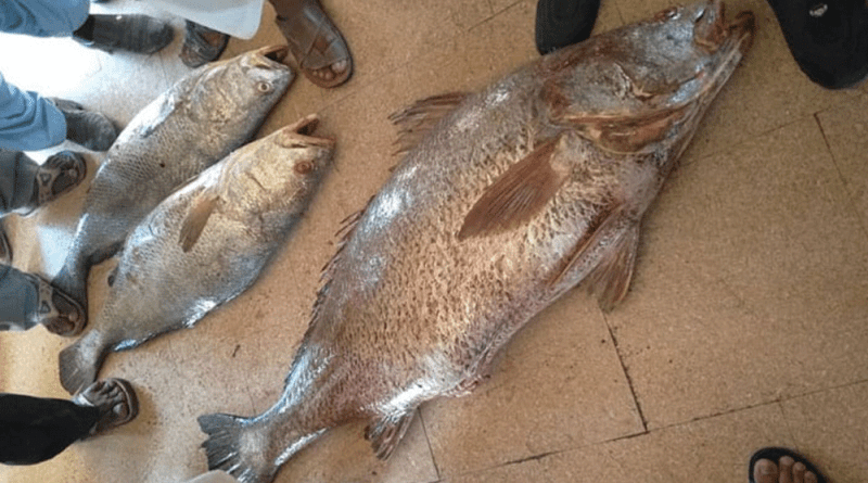 pakistani fisherman finds extremely rare fish worth rs 7 crore