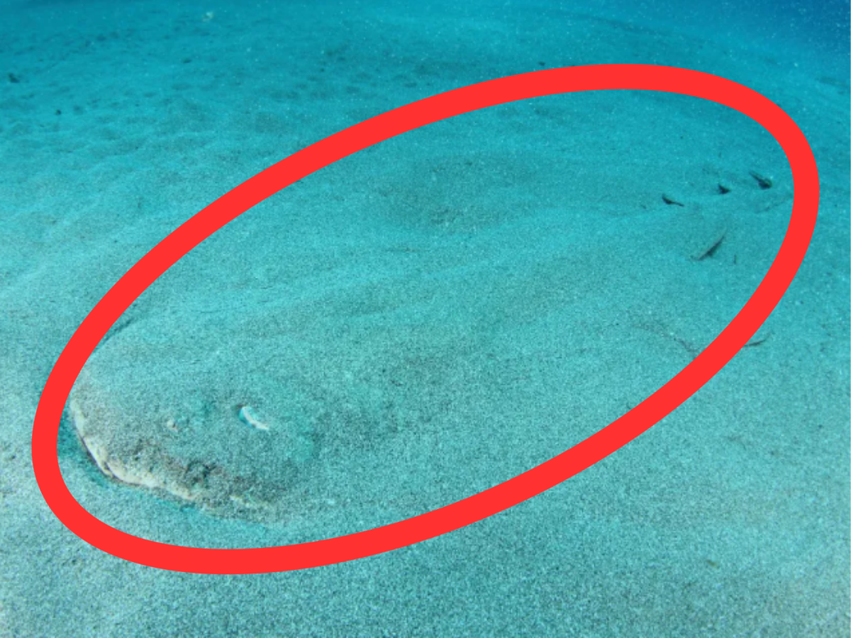 Find the invisible angel shark hidden at the bottom of the sea in this optical illusion