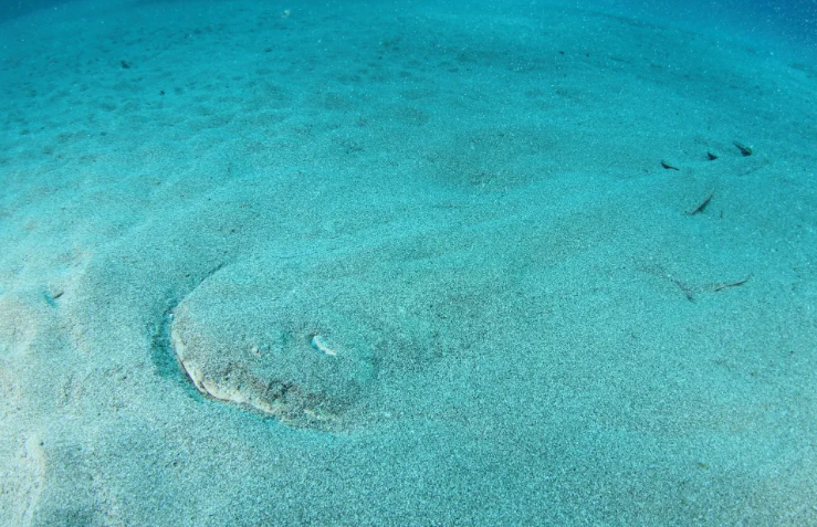 Find the invisible angel shark hidden at the bottom of the sea in this optical illusion