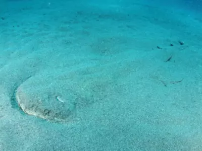 Spot The Invisible Angel Shark Hidden On The Seabed In This Optical Illusion