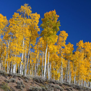 Scientists Reveal Ancient Sounds Of Pando