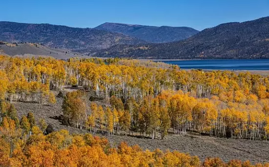Scientists Reveal Ancient Sounds Of Pando